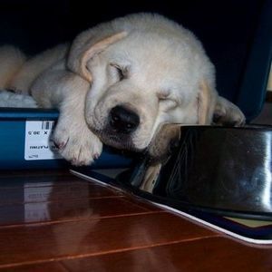 Meet your Posher, Molly